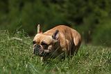 BOULEDOGUE FRANCAIS 868